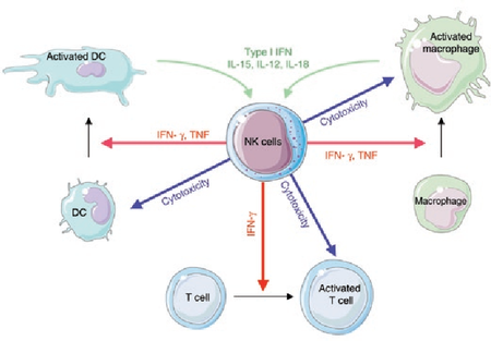 Natural Killer Cell Microbewiki