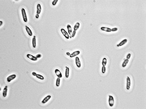 Candida Krusei Microbewiki