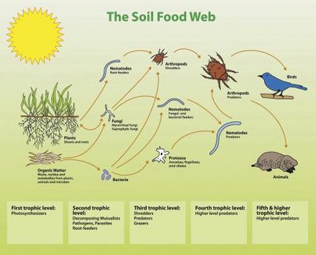 Soil Food Webs Microbewiki