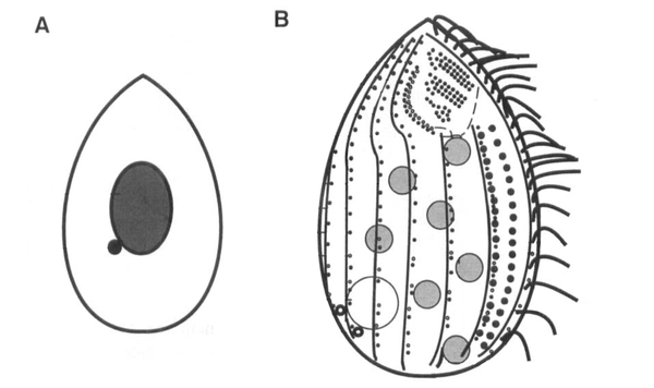 Tetrahymena Thermophila Microbewiki 