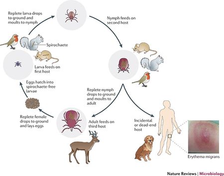 Borrelia Burgdorferi And Lyme Disease Pathogenesis - Microbewiki