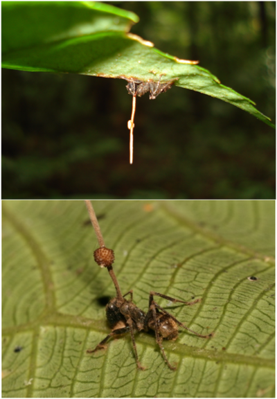 Cordyceps - Microbewiki