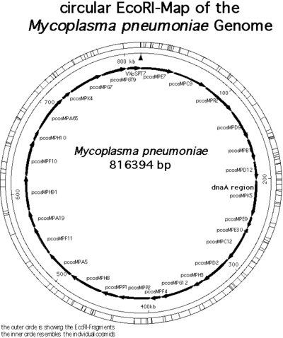 Mycoplasma Pneumoniae Microbewiki