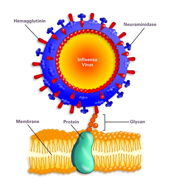 H1n1 Microbewiki 9166