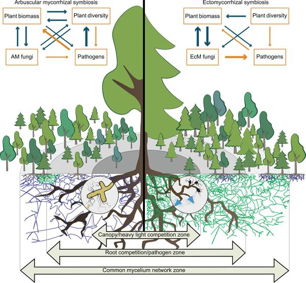 The Mycorrhizal Network Interactions Communication And Transport Microbewiki 