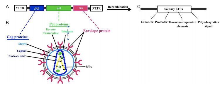 The Role Of Endogenous Retroviruses In Placental Gene Expression ...