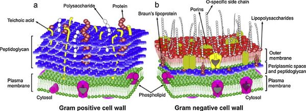 Antiseptic efficacy of benzalkonium chloride - microbewiki