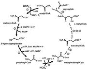 Metallosphaera sedula - MicrobeWiki