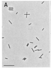 Pyrobaculum arsenaticum - MicrobeWiki