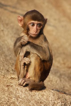 Juvenile Macaca mulatta, more commonly known as a Rhesus Macaque monkey, and the natural host for the Herpes B virus. By Thomas Brown at Lion Rock County Park.