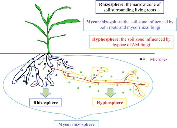 The Mycorrhizal Network: Interactions, Communication & Transport