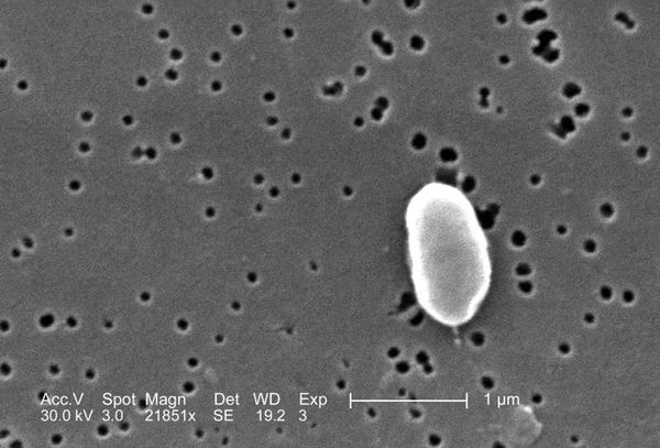 Vibrio Parahaemolyticus Microbewiki