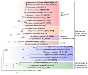 Phylogenetic Placement of Spiroplasma melliferum