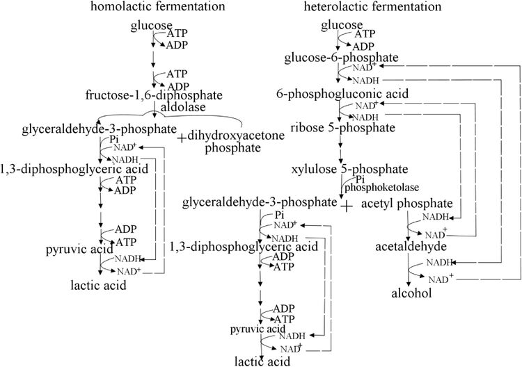 Lactobacillus Adjunctive Health Therapy - microbewiki