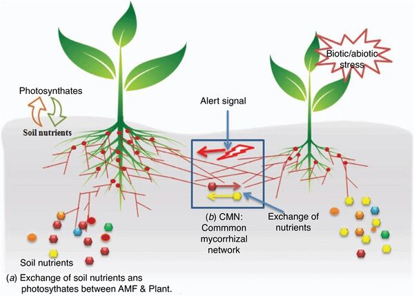 The Mycorrhizal Network: Interactions, Communication & Transport ...