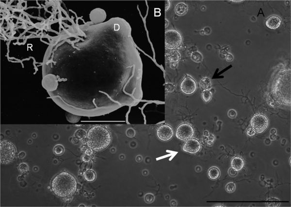 Batrachochytrium Salamandrivorans - Microbewiki