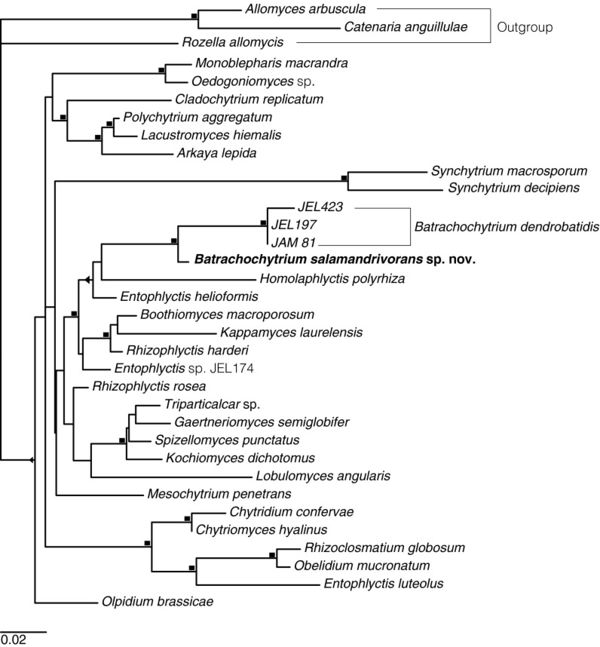 Batrachochytrium Salamandrivorans - Microbewiki