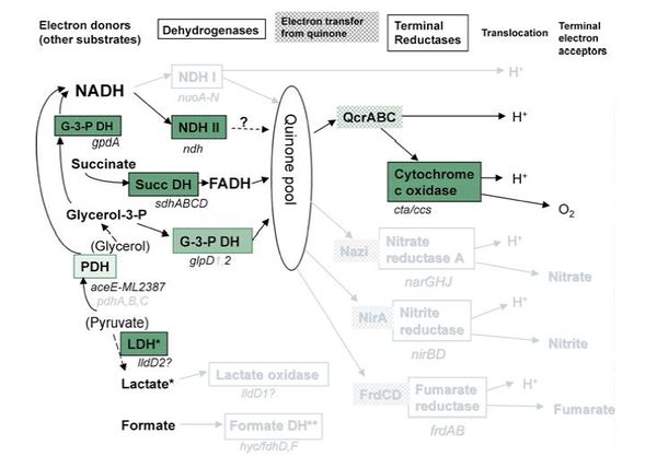 Host Dependency Of Mycobacterium Leprae - Microbewiki