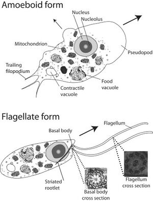 Naegleria gruberi - microbewiki