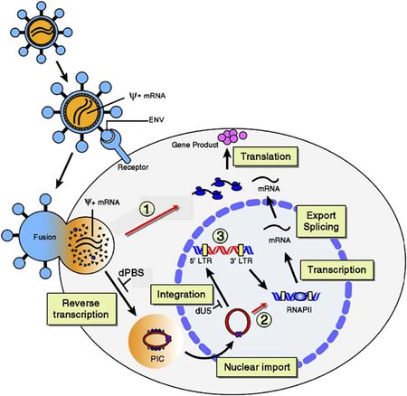 Lentiviral Vectors in Gene Therapy - microbewiki