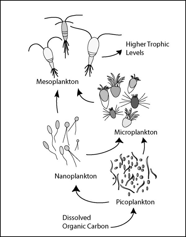 Microbial loop - microbewiki