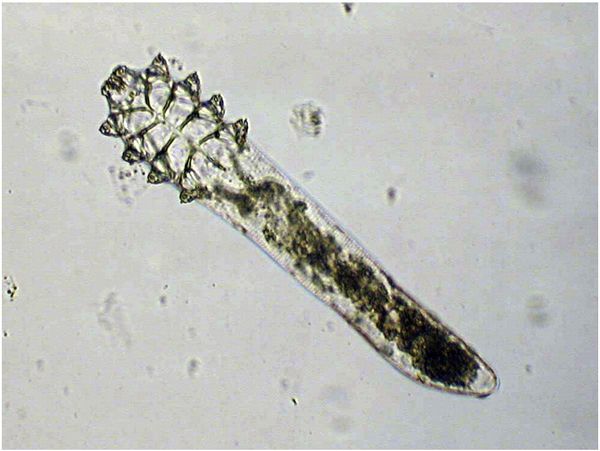 Demodex folliculorum фото