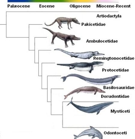 Evolution of Dolphins - microbewiki