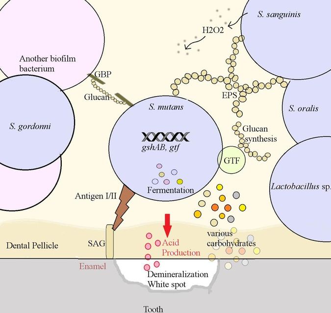 Streptococcus Mutans Biofilm - Microbewiki