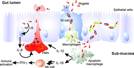 Shigellosis - Microbewiki