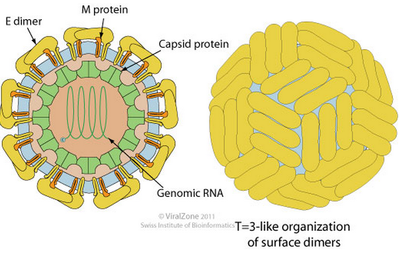 Structure Of Dengue Virus