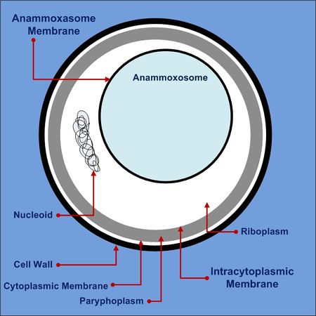 Anammox - microbewiki