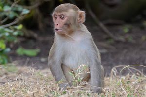 Juvenile Macaca mulatta, more commonly known as a rhesus macaque monkey.The natural host for the Herpes B virus. By Geoff Gallice in Punta Santiago, Puerto Rico.