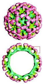 Calicivirius Norovirus - microbewiki