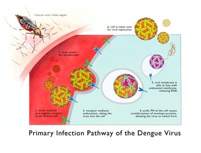 Dengue Disease - microbewiki