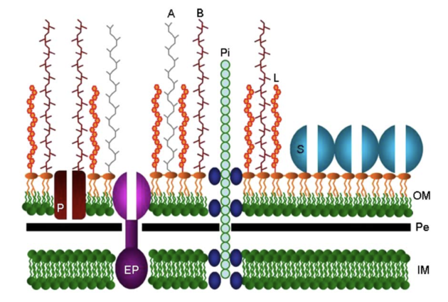 Bacteroides Fragilis: Commensal Yet Pathogenic - Microbewiki