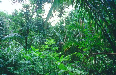 Tropical Rainforest - microbewiki