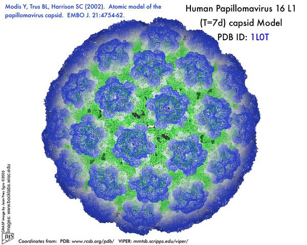 Human Papilloma Virus - Microbewiki