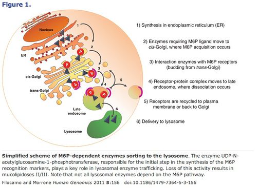 Lysosome.jpg