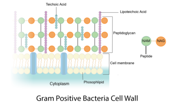 Suppression of Peptidoglycan Remodeling - microbewiki