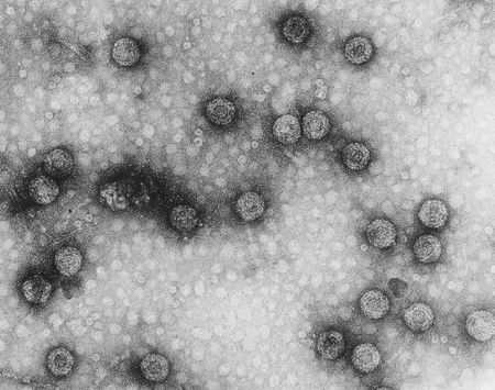 Caulimovirus - microbewiki