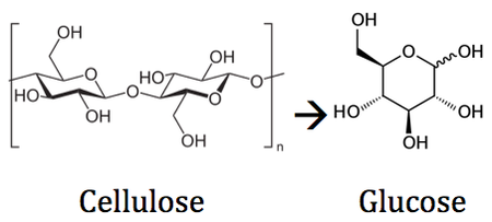 Cellulose Degradation in the Rumen - microbewiki