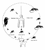 Rickettsia prowazekii - MicrobeWiki