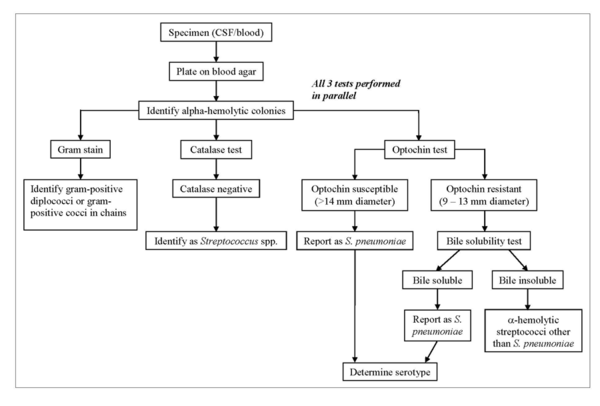 Pneumococcal disease - microbewiki