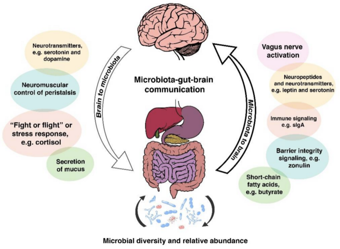 The Human Gut Microbiome And Depression And Anxiety - Microbewiki