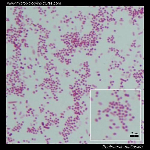 Pasteurella caballi - microbewiki