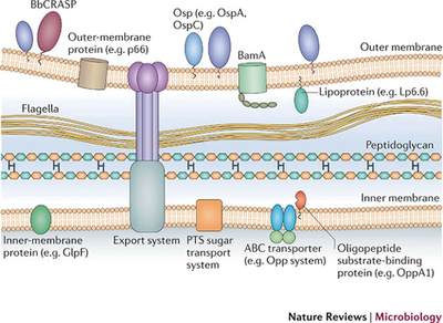 This depicts the makeup of the outer membrane of Borrelia burgdorferi. The membrane plays a very large role in immune evasion.[2].