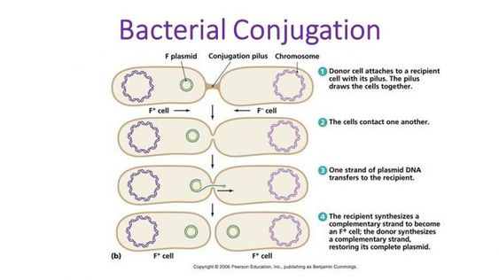 Escherichia Coli Justin Bosch - Microbewiki