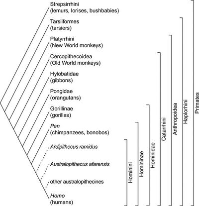 Chimpanzee Evolution - microbewiki