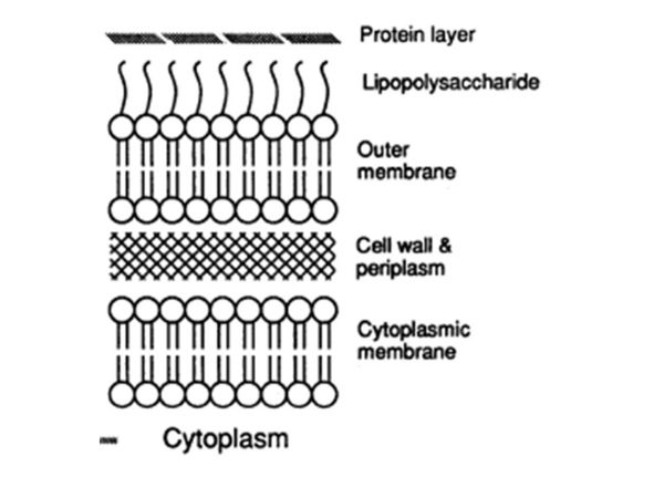 Targeting of proteins to different cellular compartments in E. coli ...