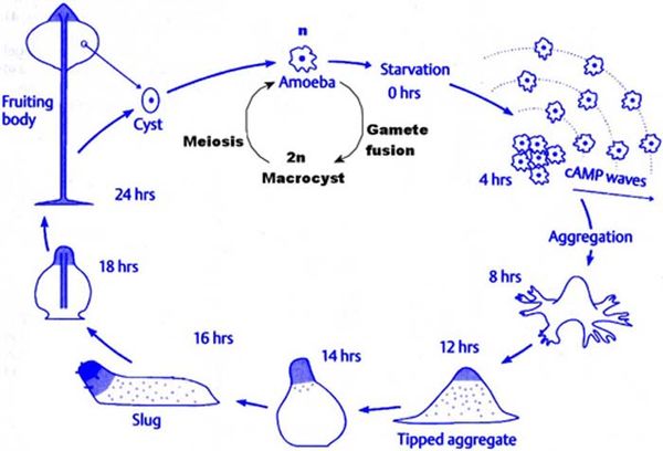 Dictiostelida Microbewiki 2987